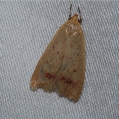 Heteroteucha occidua (A concealer moth) at Freshwater Creek, VIC - 10 Apr 2020 by WendyEM