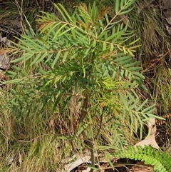 Polyscias sambucifolia subsp. Short leaflets (V.Stajsic 196) Vic. Herbarium (Elderberry Panax, Ornamental Ash, Elderberry Ash) at Uriarra Village, ACT - 20 Nov 2024 by KenT