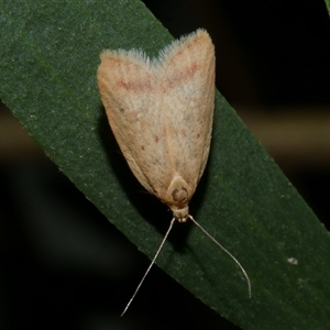 Heteroteucha occidua (A concealer moth) at Freshwater Creek, VIC by WendyEM