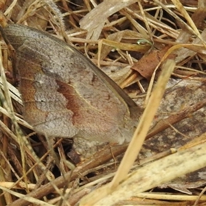 Heteronympha merope at Kambah, ACT - 4 Dec 2024