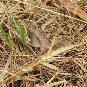 Heteronympha merope at Kambah, ACT - 4 Dec 2024 07:28 AM