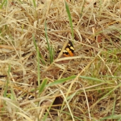 Heteronympha merope at Kambah, ACT - 4 Dec 2024