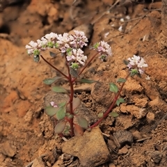 Poranthera microphylla (Small Poranthera) at Uriarra Village, ACT - 20 Nov 2024 by KenT