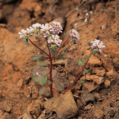 Poranthera microphylla (Small Poranthera) at Uriarra Village, ACT - 21 Nov 2024 by KenT