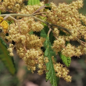 Pomaderris aspera (Hazel Pomaderris) at Uriarra Village, ACT by KenT