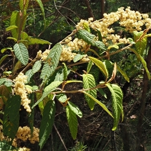 Pomaderris aspera at Uriarra Village, ACT - 22 Nov 2024 11:21 AM