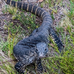 Varanus rosenbergi at Rendezvous Creek, ACT - suppressed