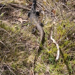 Varanus rosenbergi at Rendezvous Creek, ACT - suppressed