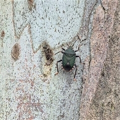 Notius depressus (Shield bug) at Tarago, NSW - 3 Dec 2024 by clarehoneydove