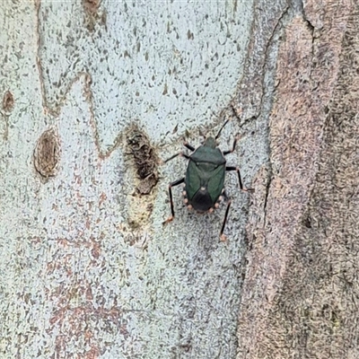 Notius depressus (Shield bug) at Tarago, NSW - 3 Dec 2024 by clarehoneydove