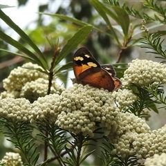 Heteronympha merope (Common Brown Butterfly) at Acton, ACT - 3 Dec 2024 by HelenCross