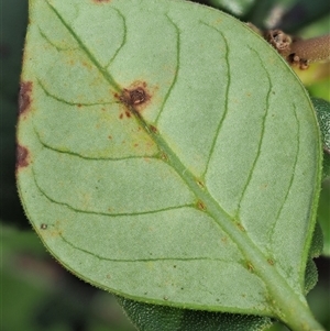 Puccinia coprosmae at Uriarra Village, ACT - 22 Nov 2024 08:10 AM