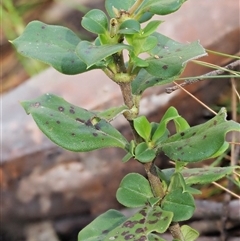 Puccinia coprosmae at Uriarra Village, ACT - 22 Nov 2024 08:10 AM