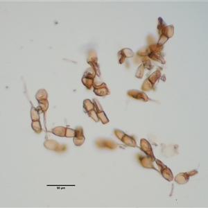 Puccinia coprosmae at Uriarra Village, ACT - 22 Nov 2024 08:10 AM