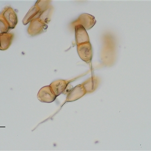 Puccinia coprosmae at Uriarra Village, ACT - 22 Nov 2024 08:10 AM