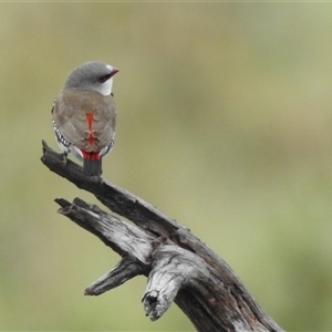 Stagonopleura guttata (Diamond Firetail) at Kambah, ACT by HelenCross