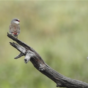 Stagonopleura guttata at Kambah, ACT - suppressed