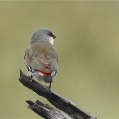 Stagonopleura guttata at Kambah, ACT - suppressed