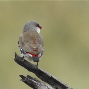 Stagonopleura guttata at Kambah, ACT - suppressed