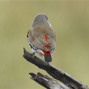 Stagonopleura guttata at Kambah, ACT - suppressed