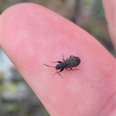 Rhyparochromidae (family) at Bungendore, NSW - suppressed