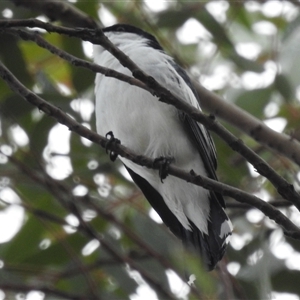 Lalage tricolor (White-winged Triller) at Kambah, ACT by HelenCross