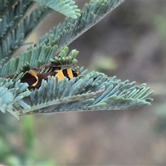 Macrobathra chrysotoxa (A cosmet moth) at Bungendore, NSW - 4 Dec 2024 by clarehoneydove