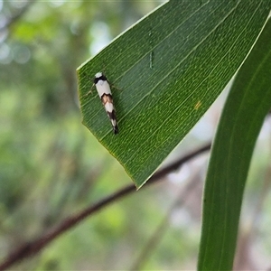 Philenora aspectalella (Little Mask Philenora) at Tarago, NSW by clarehoneydove