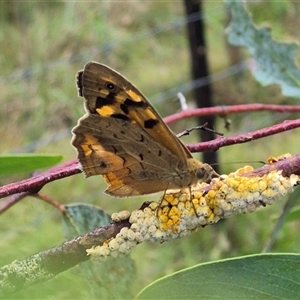 Heteronympha merope at Tarago, NSW - 3 Dec 2024 05:15 PM