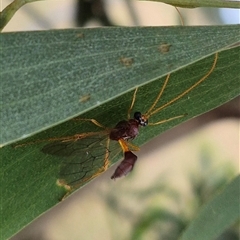 Ichneumonidae (family) (Unidentified ichneumon wasp) at Tarago, NSW - 3 Dec 2024 by clarehoneydove