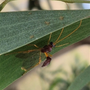 Ichneumonidae (family) at Tarago, NSW - 3 Dec 2024