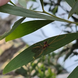 Ichneumonidae (family) at Tarago, NSW - 3 Dec 2024