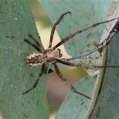 Backobourkia heroine (Heroic Orb-weaver) at Tarago, NSW - 3 Dec 2024 by clarehoneydove