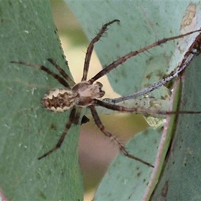 Backobourkia heroine (Heroic Orb-weaver) at Tarago, NSW - 3 Dec 2024 by clarehoneydove