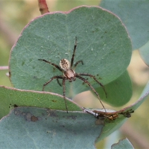 Backobourkia heroine at Tarago, NSW - 3 Dec 2024 04:39 PM