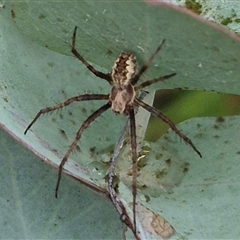 Backobourkia heroine at Tarago, NSW - 3 Dec 2024 04:39 PM