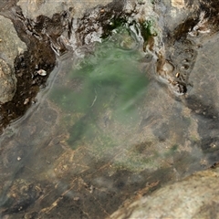 Stigeoclonium sp. (a green algae) at Cotter River, ACT - 22 Nov 2024 by KenT