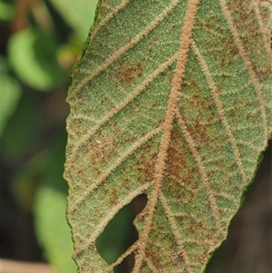 Uredo spyridii (A rust fungus) at Uriarra Village, ACT by KenT