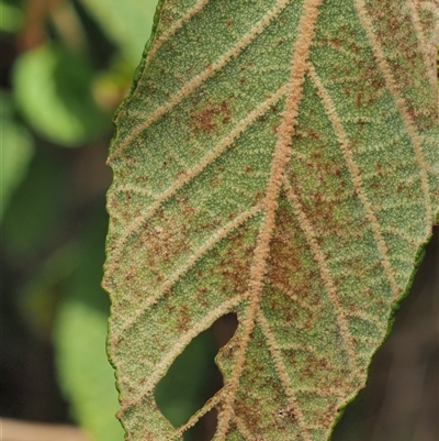 Uredo spyridii (A rust fungus) at Uriarra Village, ACT - 22 Nov 2024 by KenT