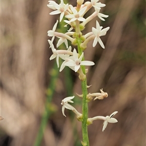 Stackhousia monogyna at Uriarra Village, ACT - 22 Nov 2024 11:13 AM