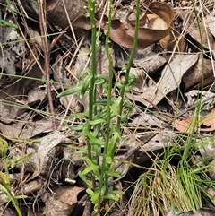 Stackhousia monogyna at Uriarra Village, ACT - 22 Nov 2024 11:13 AM