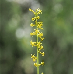 Stackhousia viminea (Slender Stackhousia) at Uriarra Village, ACT - 20 Nov 2024 by KenT