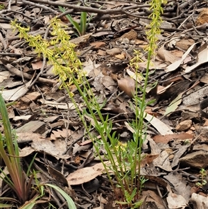 Stackhousia viminea at Uriarra Village, ACT - 21 Nov 2024