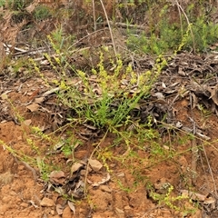 Stackhousia viminea at Uriarra Village, ACT - 21 Nov 2024