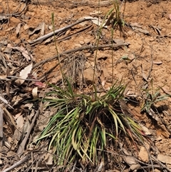 Stylidium armeria subsp. armeria (thrift trigger plant) at Uriarra Village, ACT - 20 Nov 2024 by KenT