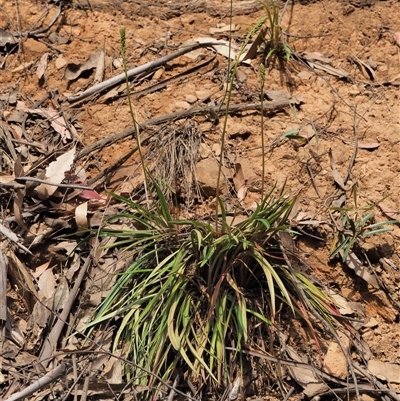 Stylidium armeria subsp. armeria (thrift trigger plant) at Uriarra Village, ACT - 20 Nov 2024 by KenT