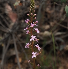 Stylidium armeria subsp. armeria (thrift trigger plant) at Uriarra Village, ACT - 21 Nov 2024 by KenT