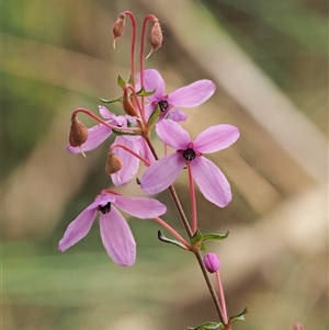 Tetratheca bauerifolia (Heath Pink-bells) at Uriarra Village, ACT by KenT