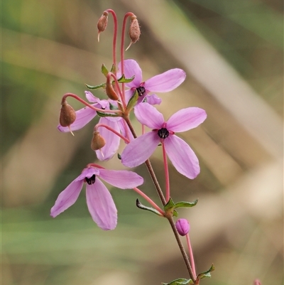 Tetratheca bauerifolia (Heath Pink-bells) at Uriarra Village, ACT - 21 Nov 2024 by KenT