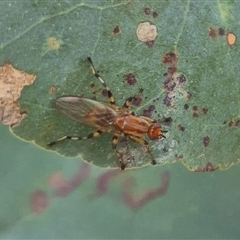 Sapromyza riparia (Acalyptrate Fly) at Bungendore, NSW - 2 Dec 2024 by clarehoneydove